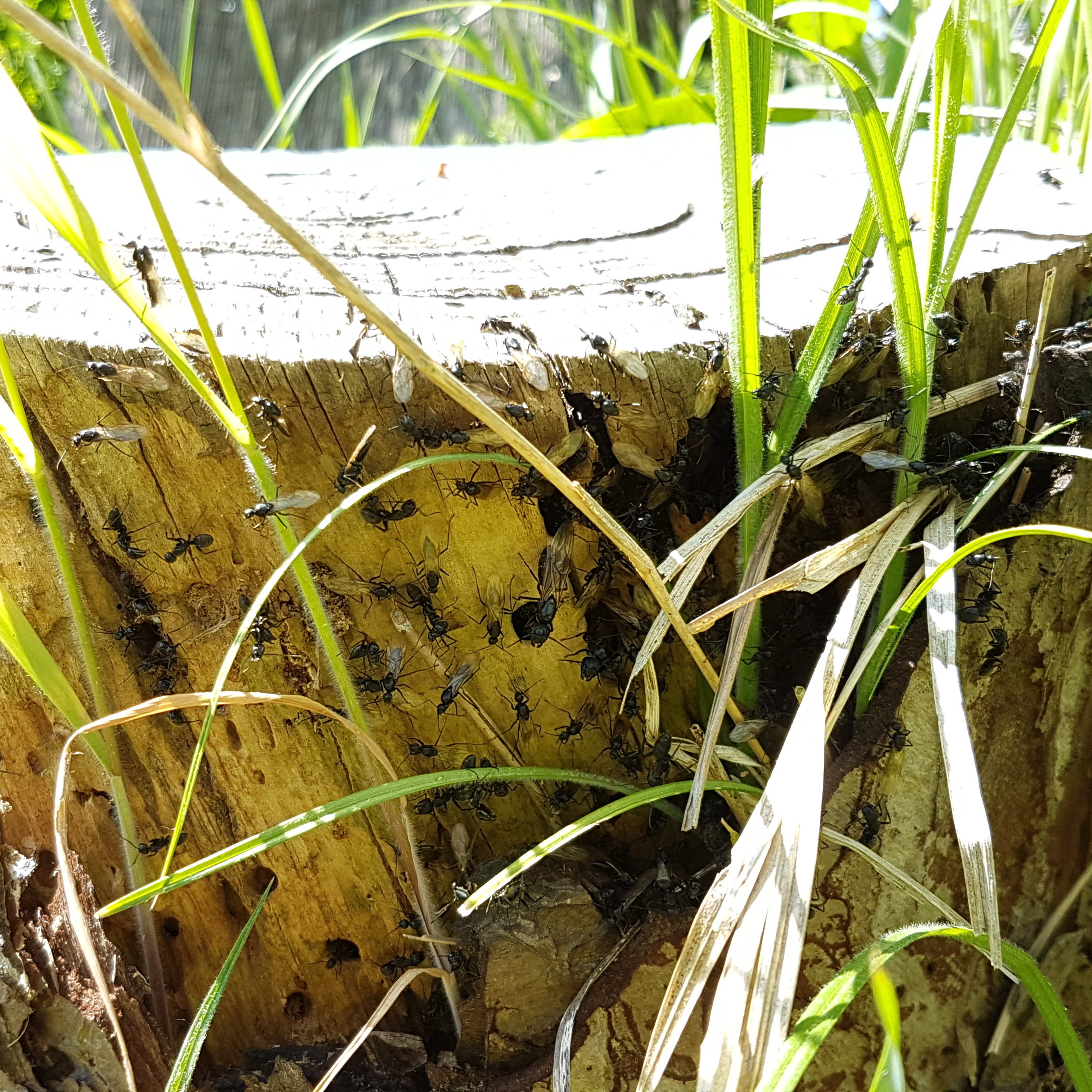 Insectes sur tronc d'arbre
