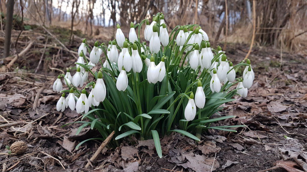 Perce-neige en mars