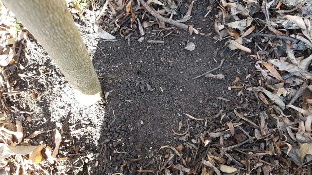 Sol de jardin forêt couvert par un mulch organique.